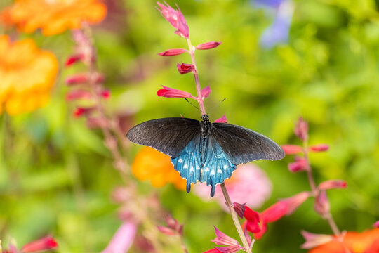 03004-01914 Pipevine Swallowtail (Battus philenor) male on Salvia sp. Marion Co. IL