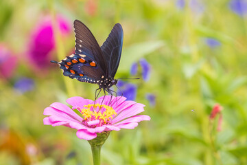 03004-02208 Pipevine Swallowtail (Battus philenor) male on zinnia sp.in flower garden Marion Co. IL © Daybreak Imagery