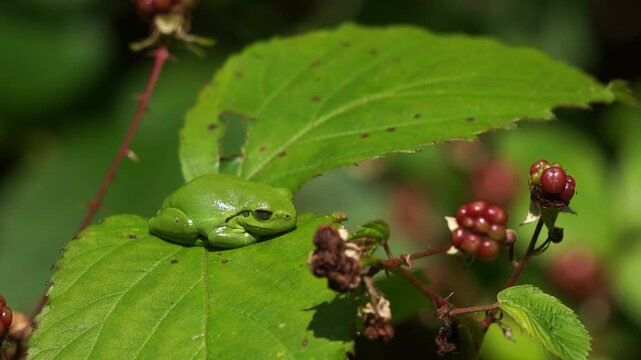 An adult European tree frog (Hyla arborea) resting on a blackberry leaf.
