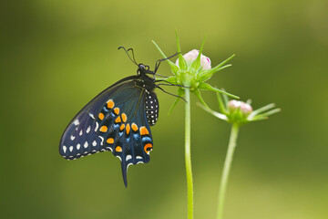 03009-01816 Black Swallowtail butterfly (Papilio polyxenes) male on Cosmos Sensation Mix bud, Marion Co., IL © Daybreak Imagery