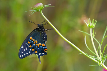 03009-01905 Black Swallowtail butterfly (Papilio polyxenes) male on Cosmos Sensation Mix bud, Marion Co., IL © Daybreak Imagery