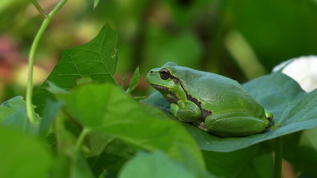 An adult European tree frog (Hyla arborea) resting on a leaf