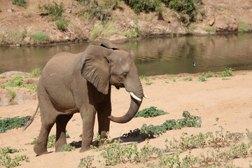 Fototapeta premium Afrikanischer Elefant / African elephant / Loxodonta africana