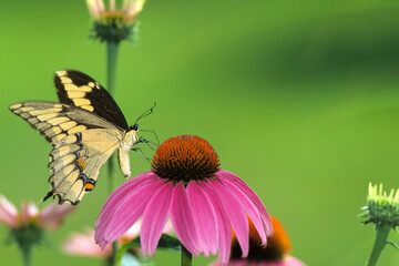 03017-00209 Giant Swallowtail (Papilio cresphontes) on Purple Coneflower (Echinacea purpurea)   Marion Co.   IL © Daybreak Imagery