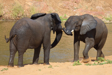 Fototapeta premium Afrikanischer Elefant / African elephant / Loxodonta africana