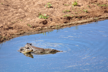 Fototapeta premium Nilkrokodil / Nile crocodile / Crocodylus niloticus