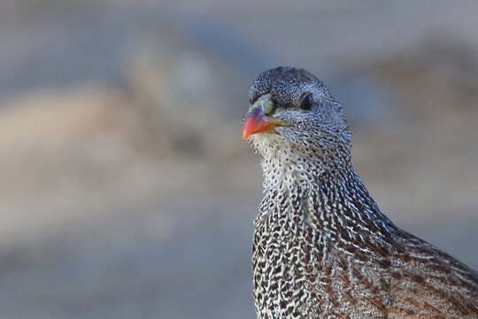 Natalfrankolin / Natal francolin or Natal spurfowl / Francolinus natalensis val Pternistis natalensis