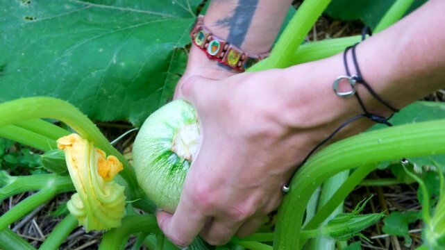 Close up of withering zucchini flowers and moving camera away showing whole plant dying after catching fungi powdery mildew while growing in sand rich soil in organic garden. High quality 4k footage