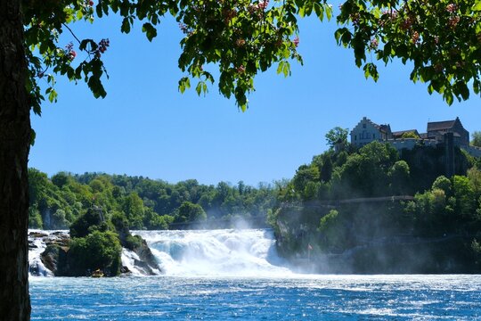 Rhine Falls in Switzerland with Schloss Laufen overlooking the powerful waterfall, scenic summer landscape with blue sky and lush greenery