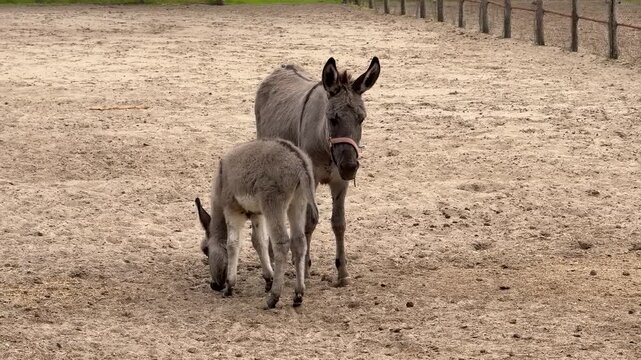 Donkey and foal stand on a sandy paddock near a fence, calm rural farm scene with soft natural light, conveys gentle care and quiet companionship