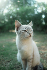 portrait of a cat © CAP