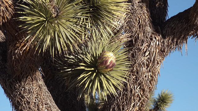 A travel to joshua tree national park at 
california state of usa. Beautiful 
tourist photo with nature from america. 
Thorns conifers plants at mojave desert. 