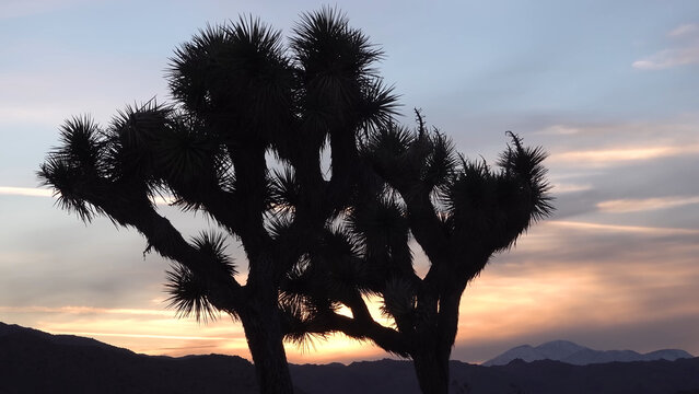 A travel to joshua tree national park at 
california state of usa. Beautiful 
tourist photo with nature landscape from america. 
Thorns conifers plants at mojave desert at sunset.