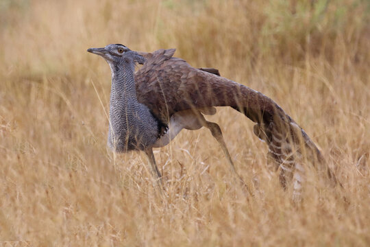 Riesentrappe / Kori bustard / Andreotis kori
