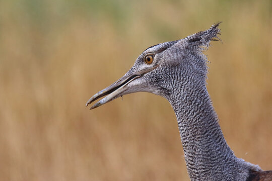 Riesentrappe / Kori bustard / Andreotis kori