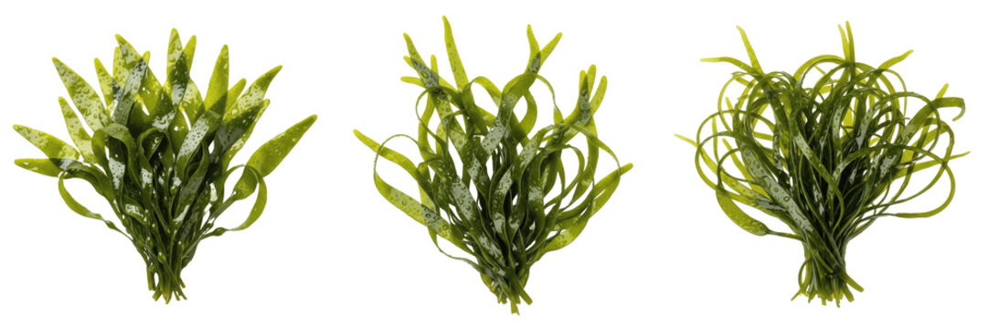 Set and collection of green seaweed isolated on white background