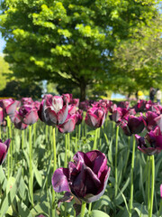 Obraz premium Deep Bordeaux Tulips Creating a Rich and Elegant Spring Floral Display in Full Bloom