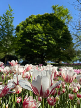 Elegant White and Red Striped Tulips Creating a Bold and Striking Spring Floral Display