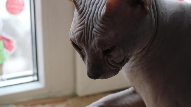 A curious cat plays with a toy in front of an open window, ideal for pet or interior design related concepts