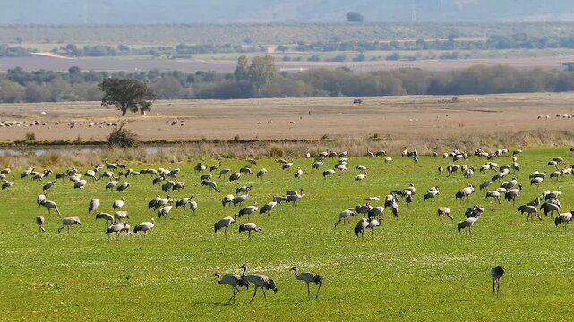 large quantities of common cranes, Grus grus, in the fields of Extremadura, pan shot 342