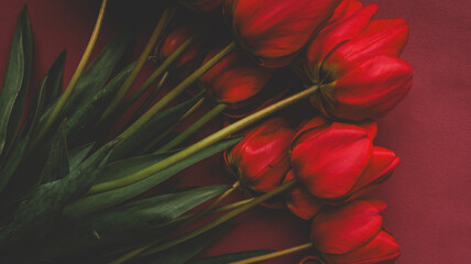 Obraz premium Vibrant red tulips arranged artistically on a deep red background