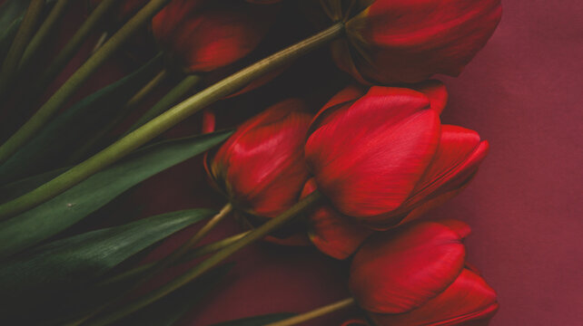Close-up of deep red tulips with dark green stems against a rich burgundy background