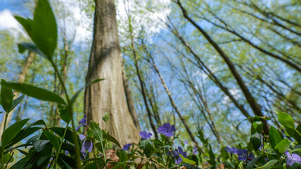 Fototapeta premium Low angle view of a forest floor with periwinkle flowers and tall trees reaching skyward