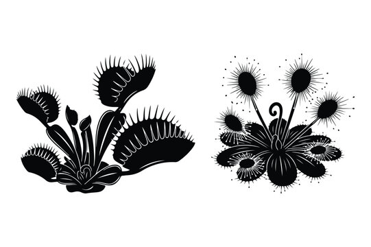 Black and white vector silhouettes of venus flytrap and sundew carnivorous