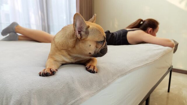Cute dog lies on bed with guilty muzzle, glancing to her owner who rests at far end and silently facing away. Frenchie looks remorseful, sensing owner's disapproval. Focus on foreground