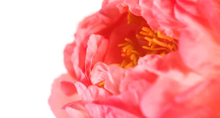 Peony isolated on white background. One Coral Charm peony flower macro shot elegant border design. Beautiful blooming bright pink peony flower head, bud, close up, petals, stems close up. © Subbotina Anna