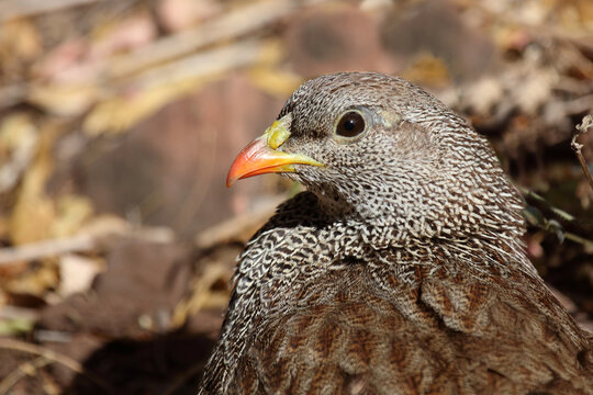 Natalfrankolin / Natal francolin or Natal spurfowl / Francolinus natalensis val Pternistis natalensis