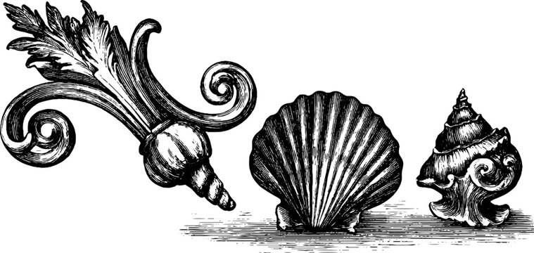 Ornamental acanthus and seashells positioned on white background