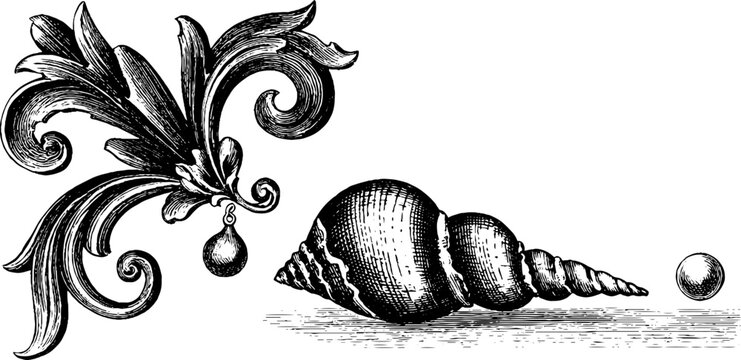 Acanthus ornament and conch shell placed on white background