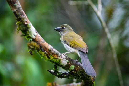 Buff-throated Saltator Perched on Mossy Branch in Colombian Forest