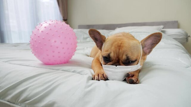Dog wearing protective medical mask rests calmly on large bed, while pink spiky ball resembling coronavirus lies nearby. This scene highlights pet care, wellness, and health safety