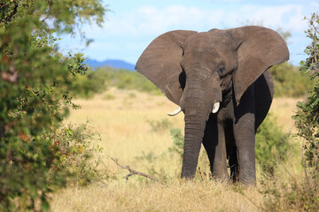 Fototapeta premium Afrikanischer Elefant / African elephant / Loxodonta africana