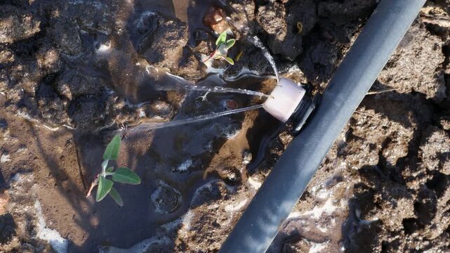 Drip irrigation system watering young plants with an emitter spraying water directly onto the soil, showcasing modern agricultural technology for water conservation and farming
