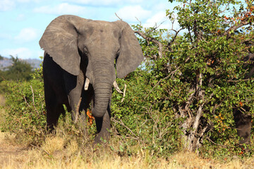 Fototapeta premium Afrikanischer Elefant / African elephant / Loxodonta africana