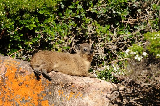 Young Cape hyrax (Procavia capensis capensis) sunbathing on a rock in front of the coastal vegetation at Fernkloof Nature Reserve, Western Cape, South Africa