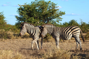 Obraz premium Steppenzebra / Burchell's zebra / Equus quagga burchellii
