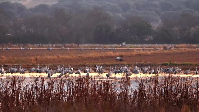 common cranes, Grus grus, in early morning in Extremadura, Spain 587
