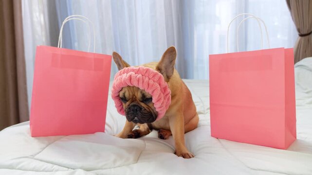 Grumpy doggie wearing pink headband sits on bed between two pink paper shopping bags, glaring up at camera with sulky expression. Frenchie looks displeased despite pink gift or shopping bags