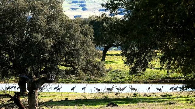 common cranes, Grus grus, in dehesa, Spain 773
