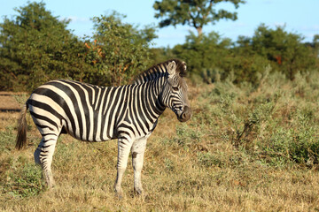 Obraz premium Steppenzebra / Burchell's zebra / Equus quagga burchellii
