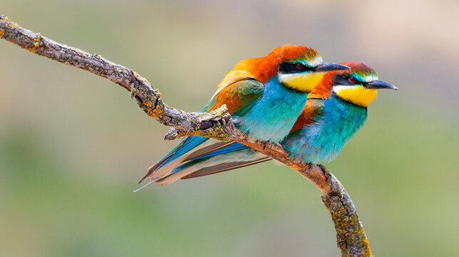AVES Y PAJAROS EN LA NATURALEZA