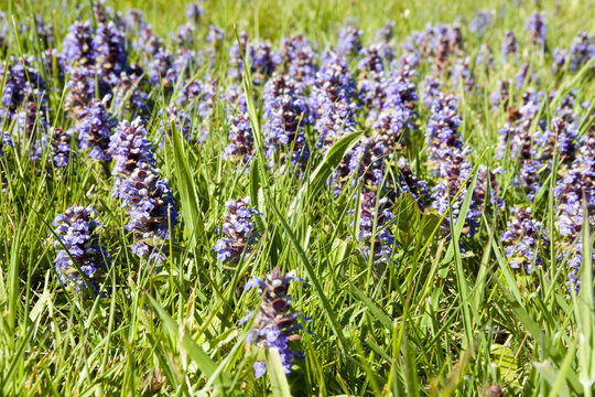 Kriechender G&uuml;nsel (Ajuga reptans)