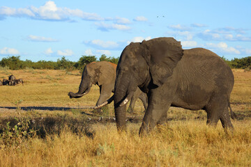 Fototapeta premium Afrikanischer Elefant / African elephant / Loxodonta africana