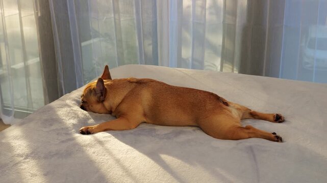 French Bulldog resting peacefully on soft gray bedspread, lying in funny, completely flat pose on her stomach. Warm, gentle sunlight filters through translucent window curtains