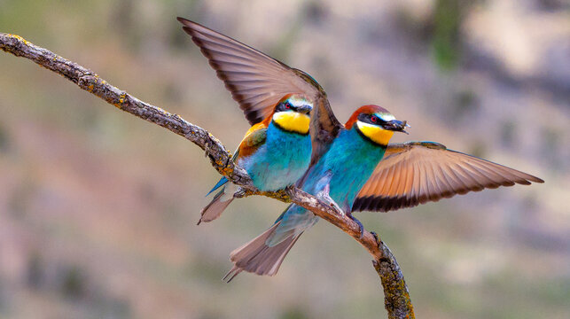 AVES Y PAJAROS EN LA NATURALEZA