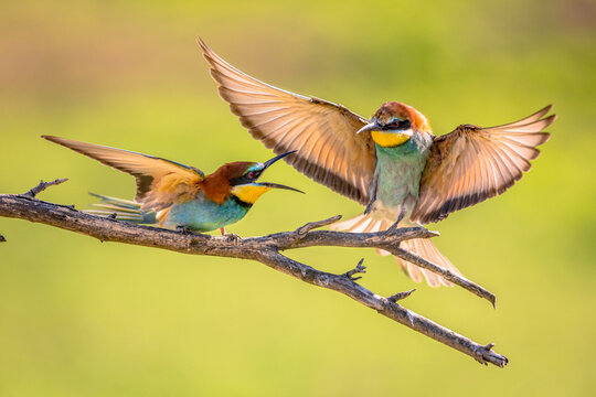 AVES Y PAJAROS EN LA NATURALEZA